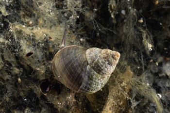 Media type: image;   Malacology 413373 Description: Live specimen image, in situ.;